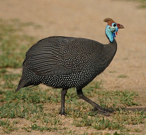 A wild Guinea fowl in South Africa