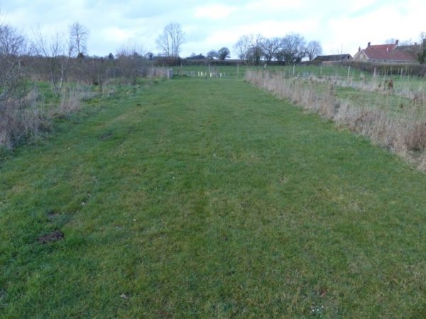 A wildflower meadow in March