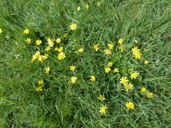 Lesser celandine in a springtime wildflower meadow