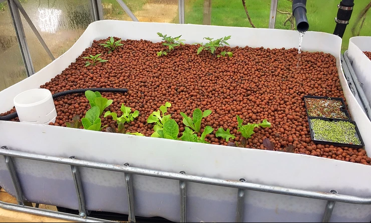 Young plants in the aquaponics greenhouse
