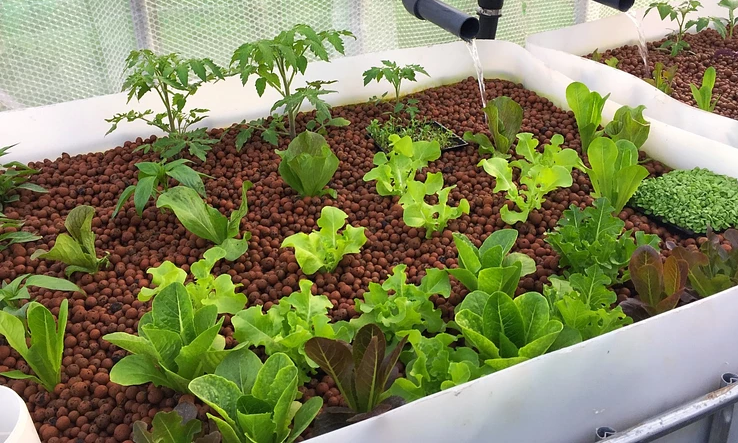 Vegetables growing in the aquaponics greenhouse