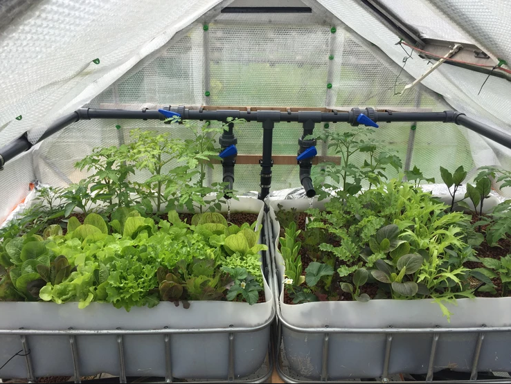 How to build your own aquaponics greenhouse – Part 3