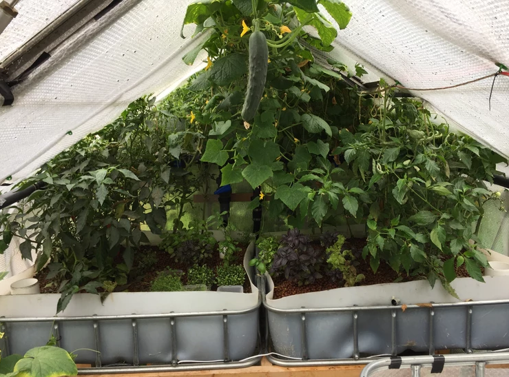 Cucumbers threaten to take over the aquaponics greenhouse