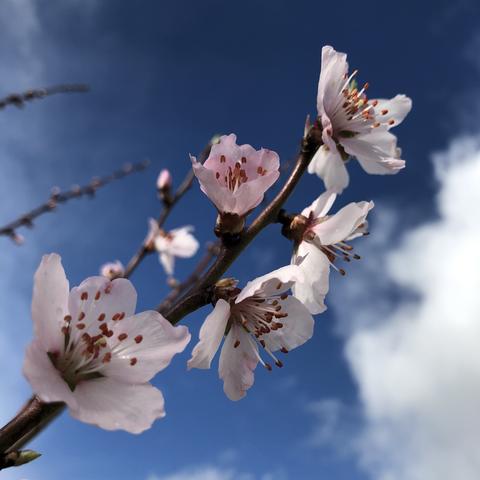 Peach (Royal George) blossom