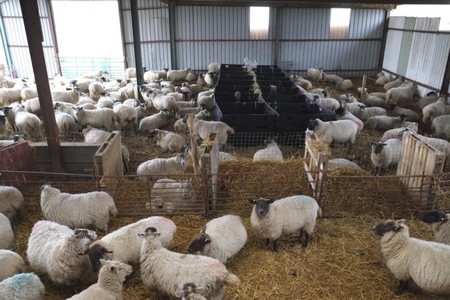Lambing taking place in specially prepared pens inside the barn