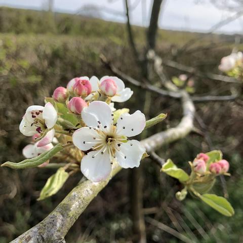 Perry Pear in blossom