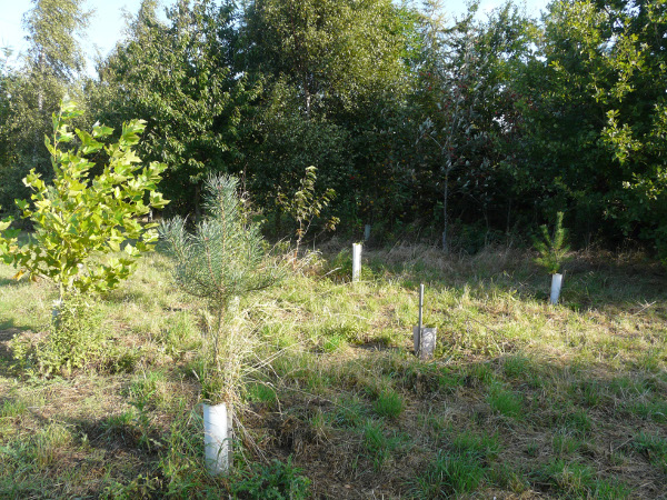 3 year old planting by woodland owner Andy Reynolds