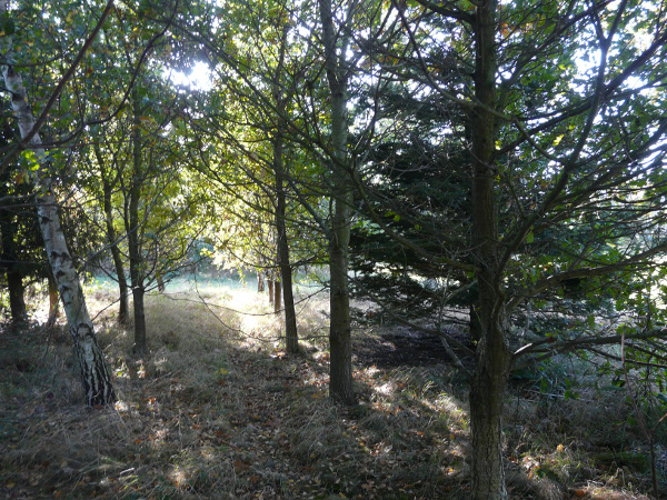 10 year old planting by woodland owner Andy Reynolds