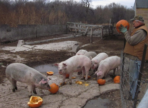 Pigs eating pumpkins