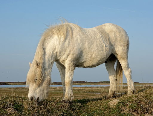 The Highland pony is a hardy pony native to Scotland. They can be a good choice for those looking for a smaller working animal pic: velvet, creative commons)