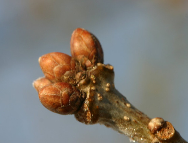 How to identify trees in winter