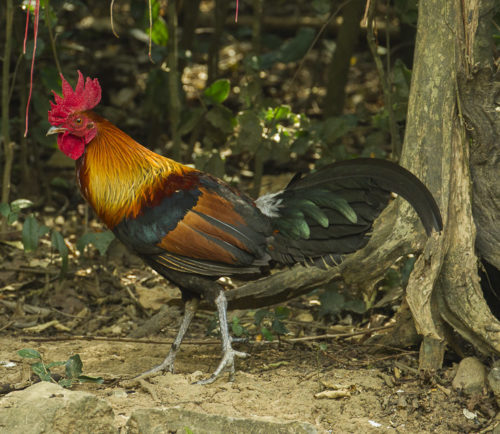 Red Jungle fowl in Thailand