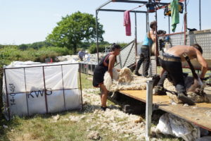 Rolling the fleeces