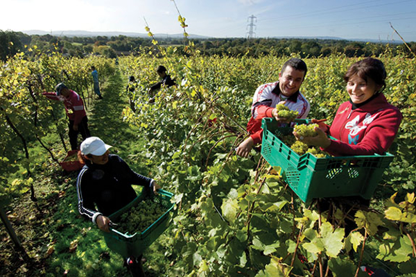 Should we be reliant on cheap foreign labour to work on our farms, or is there a better way to feed ourselves?