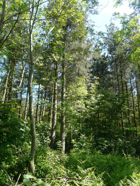 Scots pine, oak, ash, sycamore mix after first thinning.