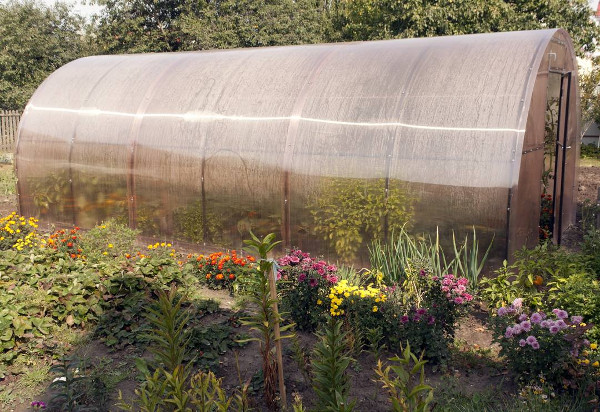 What to sow, plant and harvest in your polytunnel or greenhouse in September