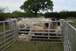 Sheep penned ready for shearing