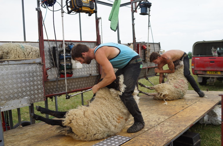 The sheep shearing season: an interview and photo story