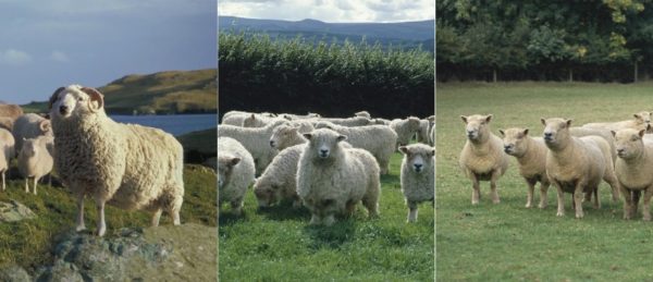 Shetland, Devon and Cornwall Longwool and Southdown sheep