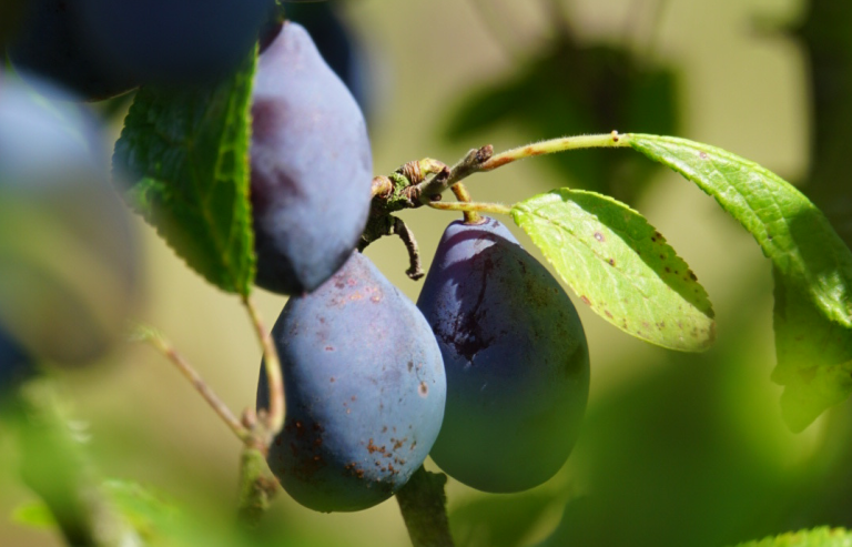 Shropshire Prune is another good choice to make a windbreak.