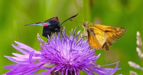 Six Spot Burnet Moth and Large Skipper Butterfly on Common Knapweed photographed by Jo Cartmell