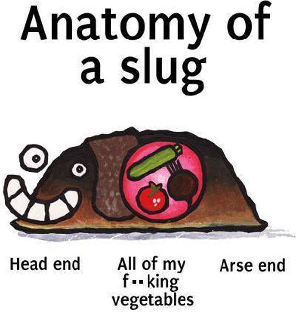 How to stop slugs in your allotment or garden, naturally