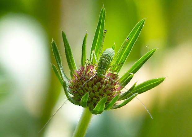 Speckled Bush Cricket nymph on Small Scabious in a photo by Jo Cartmell