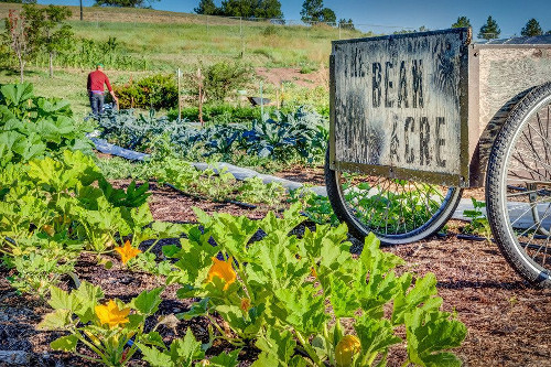 Squeaky-Bean-Farm