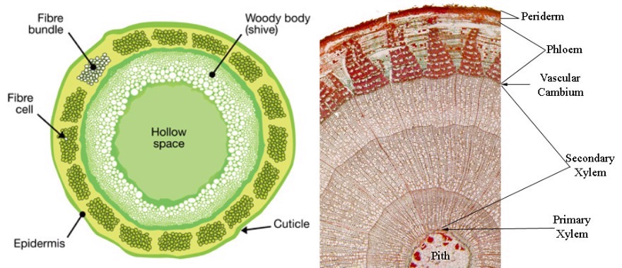 Cross-section of flax stem