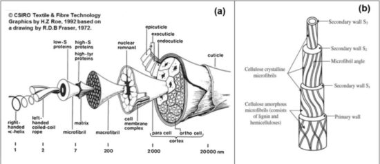 Structure of wool