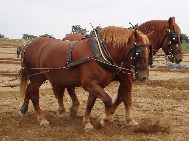 A pair of Suffolk Punch horses pulling a plough (pic: Amanda Slater, creative commons)