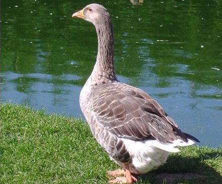 Toulouse goose