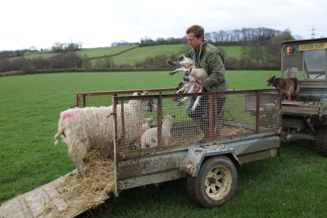 Turning out mother and lambs into the field