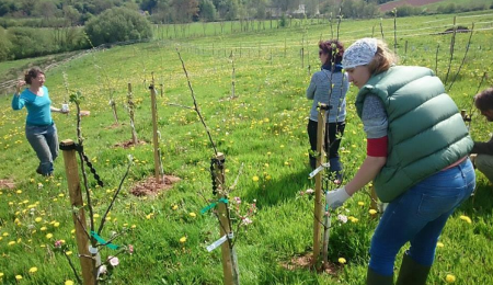 fruit trees