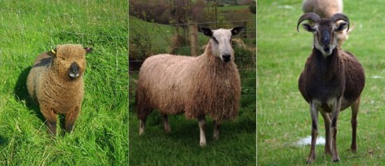 Different varieties of sheep produce different types of wool