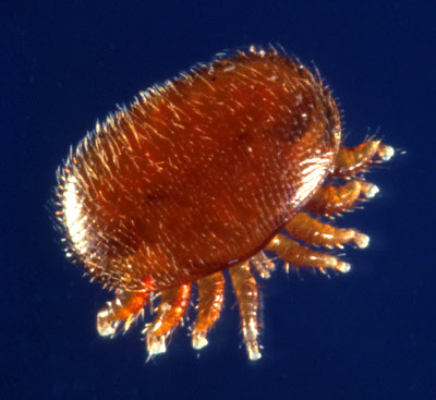 varroa