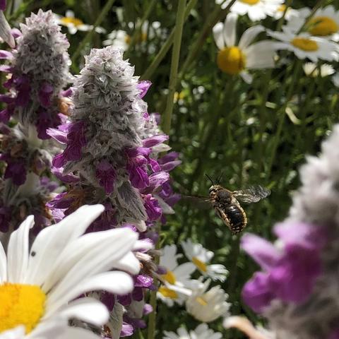 A Wool Carder bee in flight