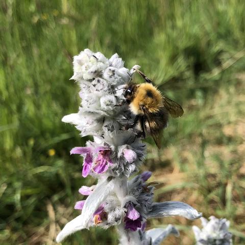 Common Carder Bee