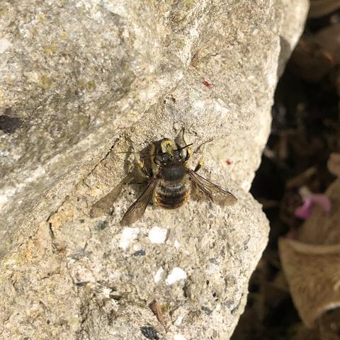 A Wool Carder bee