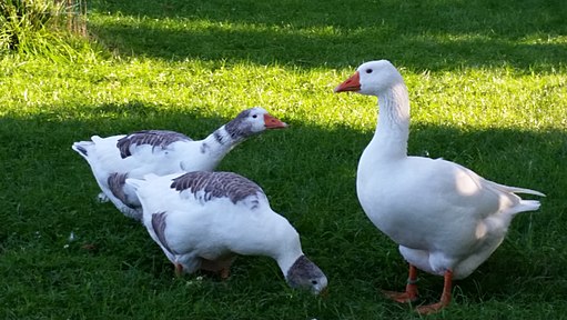 west of england geese