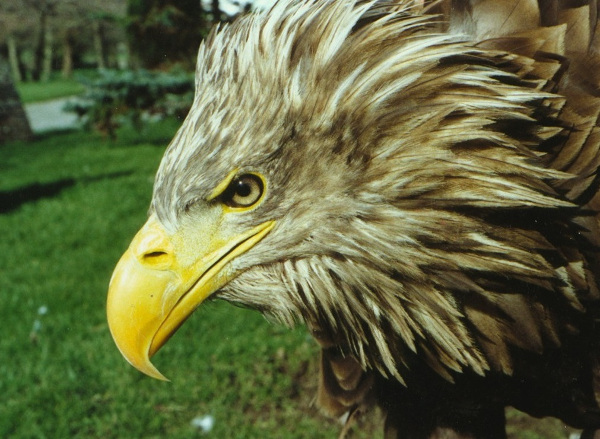 White-tailed Sea Eagle