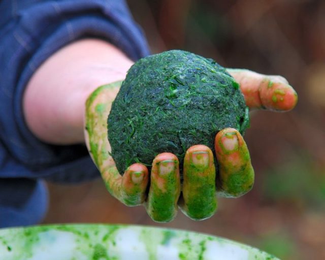 A ball of home-grown woad ready for the next step of dye extraction