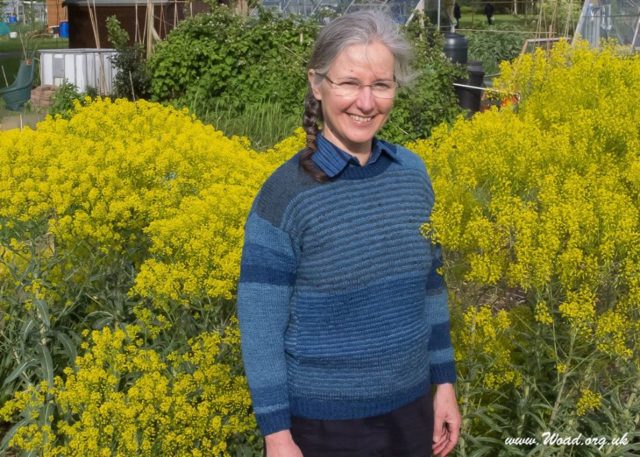 How to grow your own woad: from seed to harvest