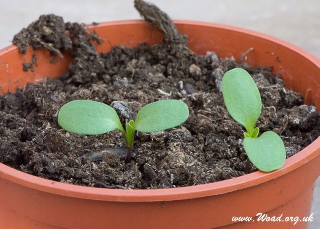 Woad seedlings to be planted out