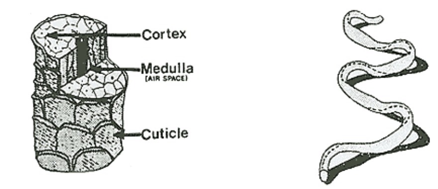 Cross-section of a wool fibre