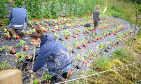 the Ecological Land Co-op have produced a much-needed, free overview of research on ecological agriculture in the UK