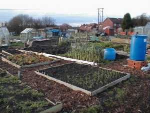 allotment-december