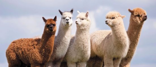 Alpaca fibre differs in various ways to wool