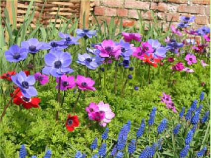 Anemones and grape hyacinth.