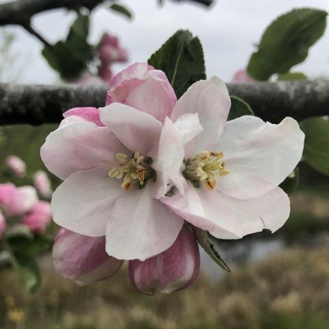 Apple blossom